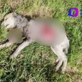 Ya son 22 perritos asesinados y con signos de tortura en Xochimilco