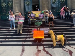 Activistas exigen prohibición de corridas de toros
