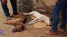 Asesinan a caninos con arma de fuego  en Nayarit