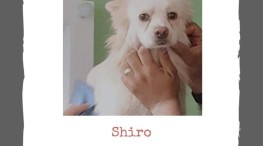 Ayudemos a que Shiro regrese a casa