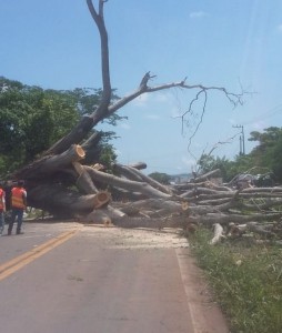 Cae árbol sobre carretera federal 200