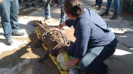 Capturan cocodrilo en el Parque Lineal