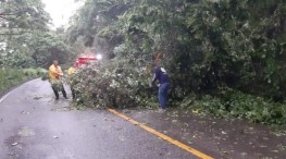 Carretera Federal 200 con árboles caídos.