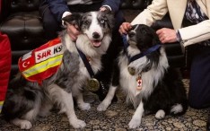 Celebramos el Día Mundial de la Cruz Roja con homenaje a los caninos