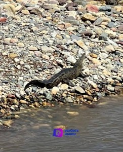 Coexistir respetuosamente con cocodrilos y la fauna local en Puerto Vallarta