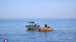 Embarcaciones acosas a león marino.