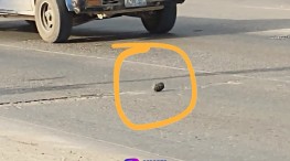 Falsa alarma en avenida México: Artefacto explosivo resulta ser juguete para perro