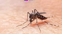 La mitad de los casos de dengue en Jalisco está en Puerto Vallarta