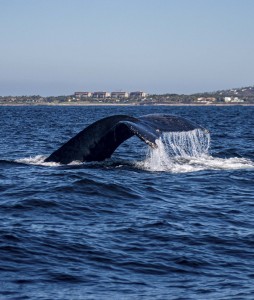 La naturaleza impacta con avistamiento de ballenas