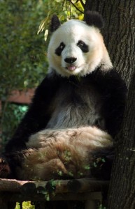 La panda Xin Xin supera expectativa de vida y es una de las más longevas de su especie