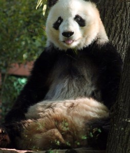 La panda Xin Xin supera expectativa de vida y es una de las más longevas de su especie