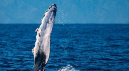 Las #ballenas en todo su esplendor como siempre en #PuertoVallarta