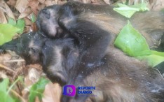 Monos aulladores mueren en Chiapas y Tabasco por las altas temperaturas