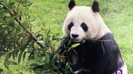 Muere Shuan Shuan la panda gigante más longeva de México.