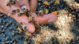 Mueven y reubicarán panal de abejas con ayuda de AZPER