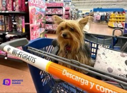 Noticia para los amantes de los perritos! Ahora tus peludos te pueden acompañar a hacer la despensa en Walmart