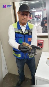 Personal del Metro rescata un sapo
