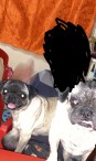 Petición de Ayuda para Localizar a Dos Perritos Pug Extraviados en Coapinole