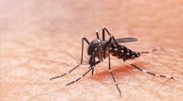 Puerto Vallarta lidera la lista de casos de dengue en Jalisco
