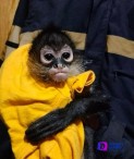 Rescatan a “Botas” un mono araña que tenían unos delincuentes