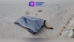 Tres Perros y Tres Gatos Víctimas de Envenenamiento en Ixtapa