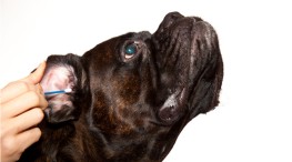 ¿Sabes cómo mantener los oídos sanos de tus perros?