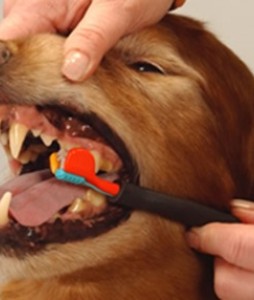 ¿la boca de un perro es mas limpia que la de un humano?