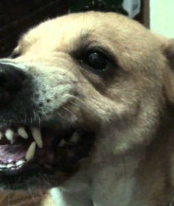 cuantos dientes tiene tu perro