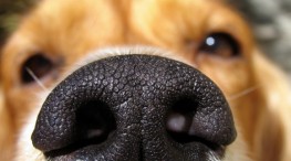 Sabias que la nariz del perro es la marca de identificación única?