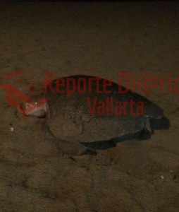 Exhorta Ecología no molestar a tortugas que eligen a Vallarta para desovar
