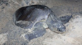 Agosto, mes fuerte de desove de la tortuga en Puerto Vallarta