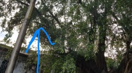 Vecinos piden a las autoridades podar árbol antes de que cause algún daño o accidente