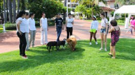 Cuenta Puerto Vallarta con hoteles “pet friendly” y actividades para las mascotas